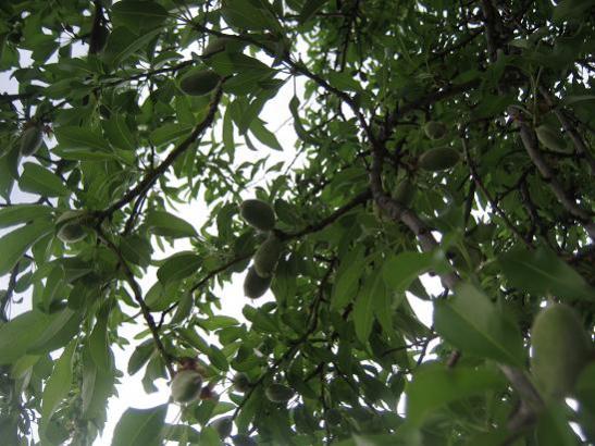 Name:  badem 1.jpg
Views: 1256
Size:  51.0 KB