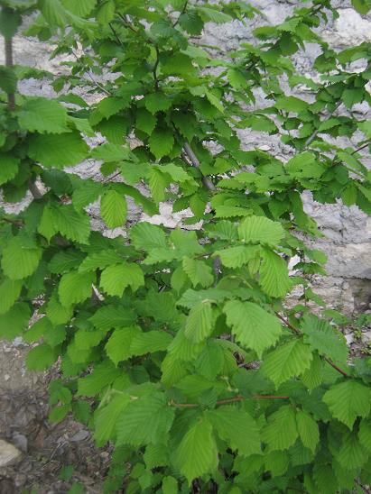 Name:  fndk.JPG
Views: 1196
Size:  60.2 KB