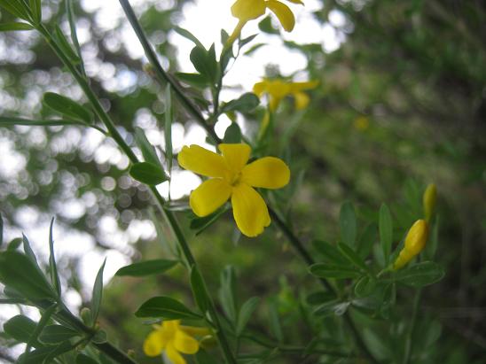 Name:  sar yasemin1.JPG
Views: 1596
Size:  46.2 KB