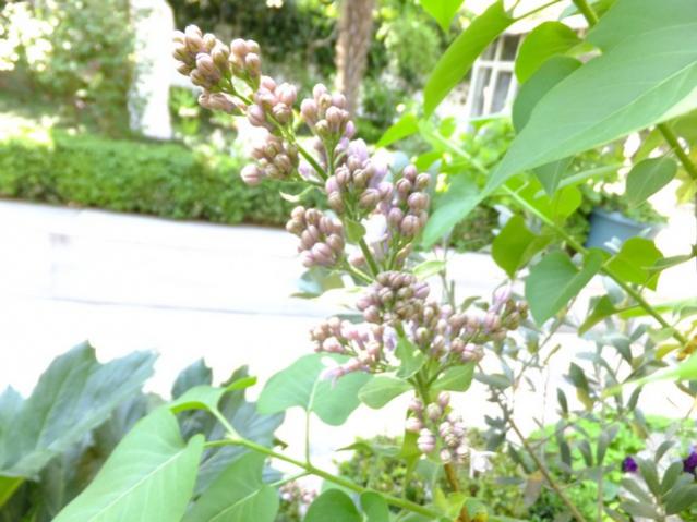 Name:  DSCF1681.jpg
Views: 509
Size:  48.6 KB