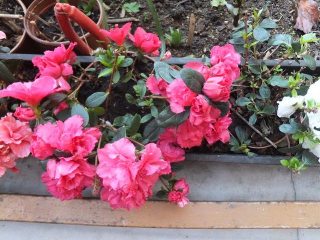 Name:  DSCF1709.jpg
Views: 507
Size:  61.4 KB