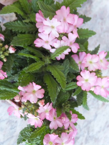 Name:  DSCF1717.jpg
Views: 515
Size:  58.6 KB
