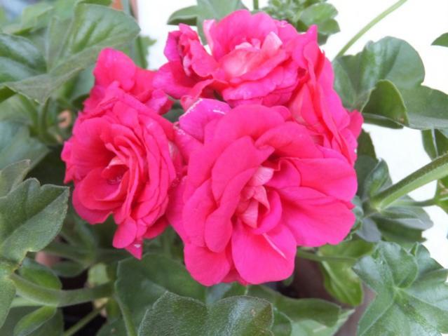 Name:  DSCF1718.jpg
Views: 531
Size:  40.1 KB