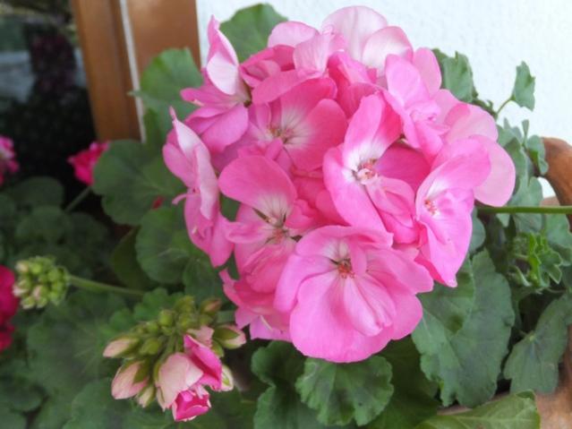 Name:  DSCF1719.jpg
Views: 545
Size:  36.9 KB