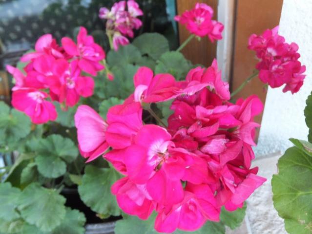 Name:  DSCF1720.jpg
Views: 551
Size:  41.4 KB