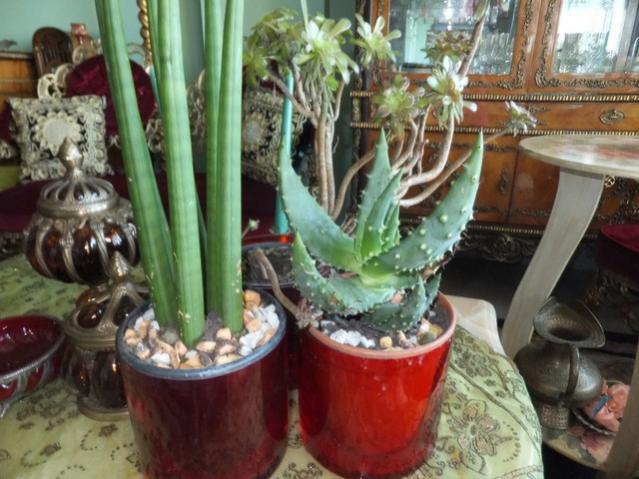 Name:  DSCF1725.jpg
Views: 523
Size:  54.9 KB