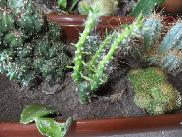 Name:  DSCF1732.jpg
Views: 539
Size:  64.7 KB