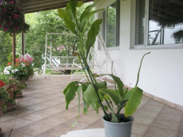 Name:  P5010343 (600 x 450).jpg
Views: 1255
Size:  40.3 KB