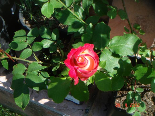 Name:  DSC00378.jpg
Views: 958
Size:  52.5 KB