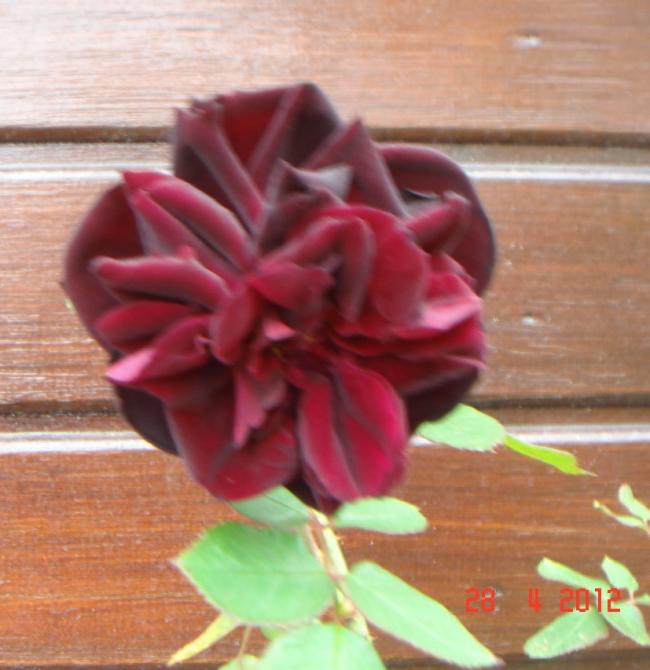 Name:  DSC00009.jpg
Views: 887
Size:  47.5 KB