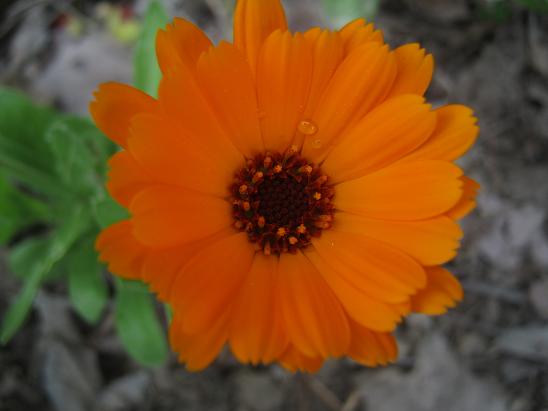 Name:  aynsafa1.JPG
Views: 1162
Size:  33.9 KB