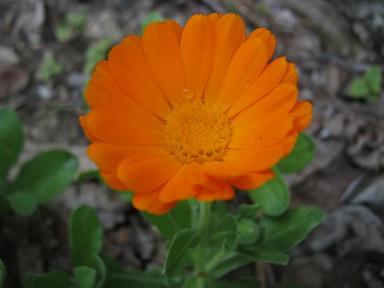 Name:  aynsafa2.JPG
Views: 2010
Size:  35.3 KB