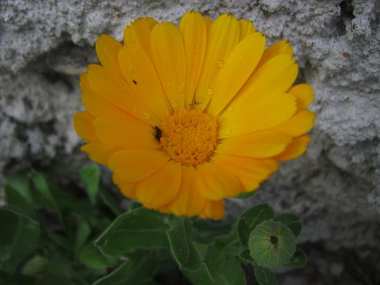 Name:  aynsafa3.JPG
Views: 1181
Size:  39.9 KB