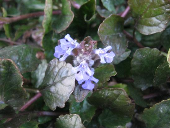 Name:  ajuga reptans.JPG
Views: 951
Size:  47.5 KB