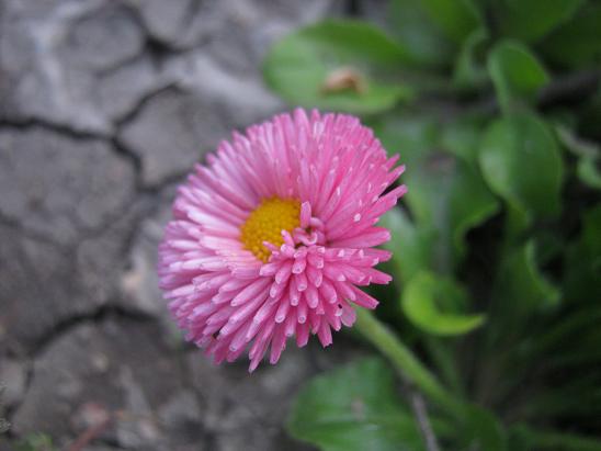 Name:  bellis.JPG
Views: 920
Size:  37.6 KB