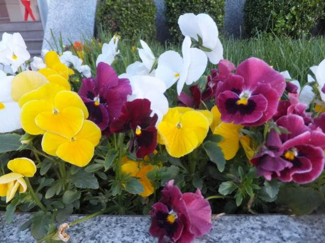 Name:  DSCF1753.jpg
Views: 532
Size:  53.5 KB