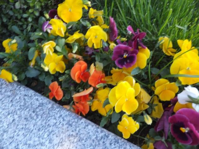 Name:  DSCF1756.jpg
Views: 515
Size:  56.0 KB