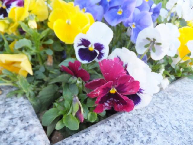 Name:  DSCF1758.jpg
Views: 508
Size:  44.9 KB
