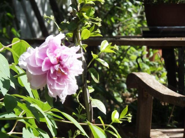 Name:  DSCF1747.jpg
Views: 498
Size:  53.9 KB