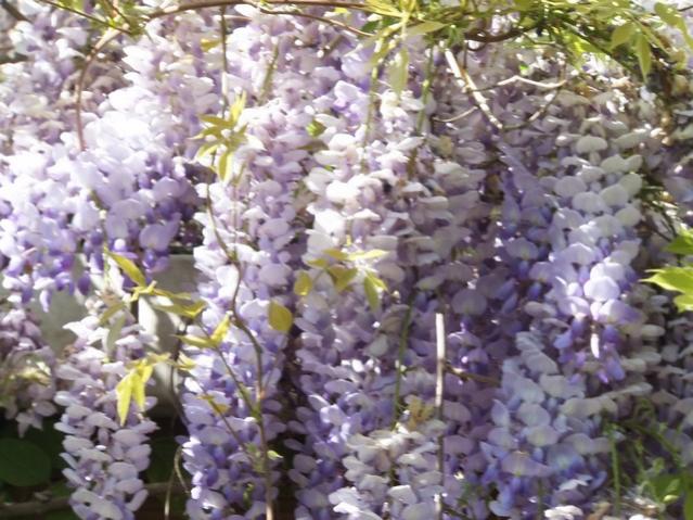 Name:  DSCF1838.jpg
Views: 379
Size:  63.0 KB