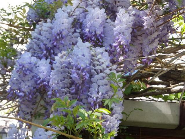Name:  DSCF1847.jpg
Views: 557
Size:  66.9 KB