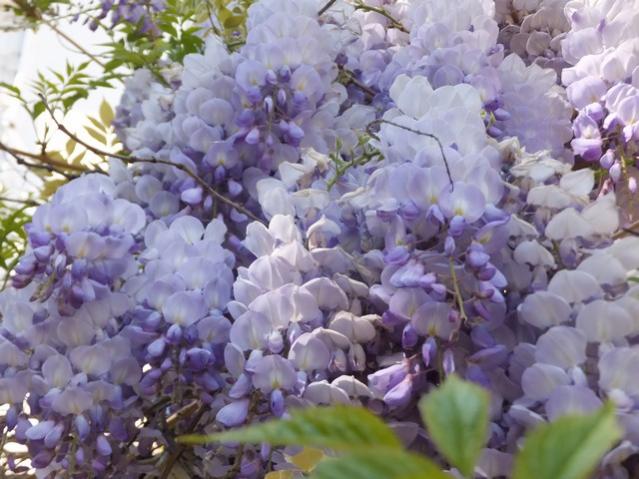 Name:  DSCF1851.jpg
Views: 566
Size:  52.9 KB