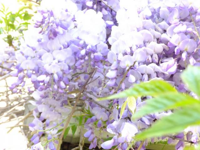 Name:  DSCF1852.jpg
Views: 526
Size:  49.6 KB