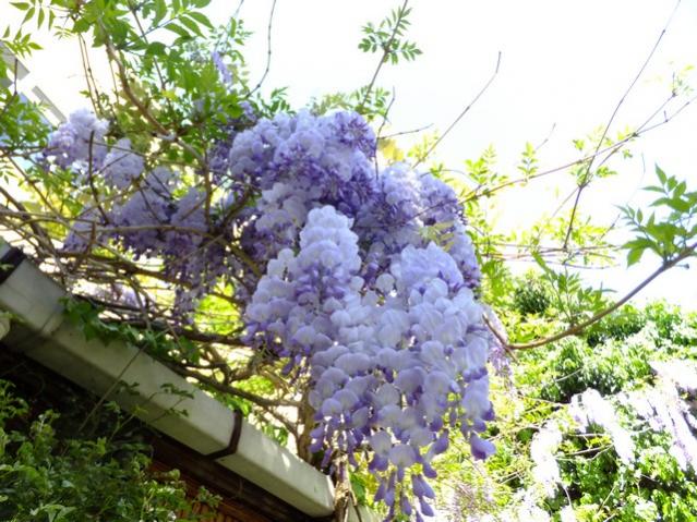 Name:  DSCF1853.jpg
Views: 532
Size:  69.5 KB