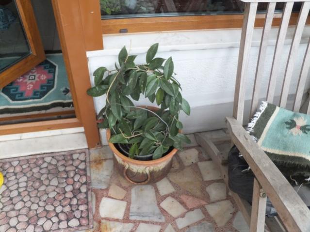 Name:  DSCF1778.jpg
Views: 494
Size:  47.9 KB
