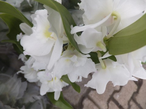 Name:  DSCF1794.jpg
Views: 512
Size:  55.3 KB