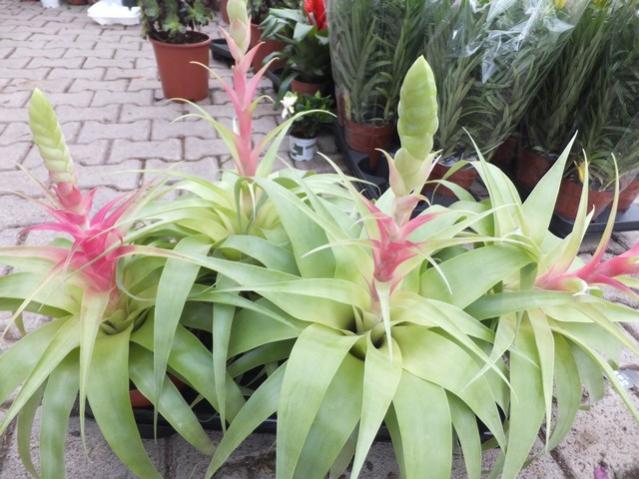 Name:  DSCF1798.jpg
Views: 476
Size:  53.5 KB