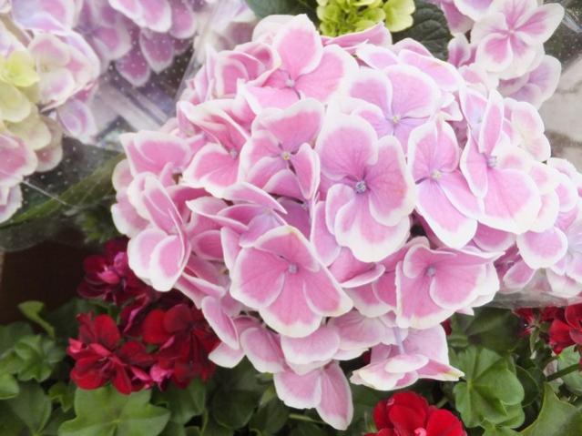 Name:  DSCF1800.jpg
Views: 529
Size:  46.3 KB
