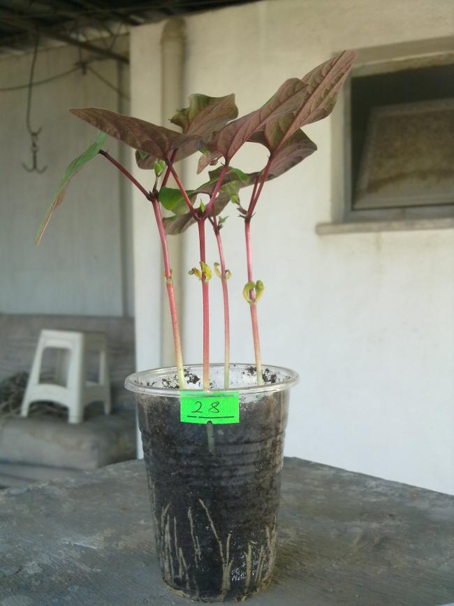Name:  020520122284.jpg
Views: 809
Size:  53.1 KB