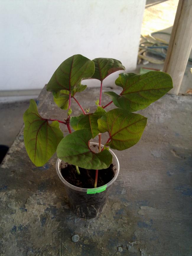 Name:  020520122285.jpg
Views: 799
Size:  61.9 KB