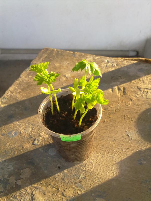 Name:  020520122303.jpg
Views: 804
Size:  71.0 KB