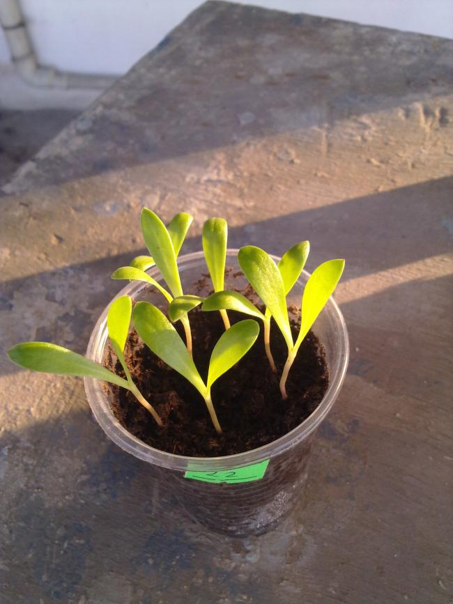 Name:  020520122310.jpg
Views: 723
Size:  62.3 KB