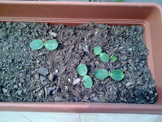 Name:  Grnt0638.jpg
Views: 1349
Size:  61.7 KB
