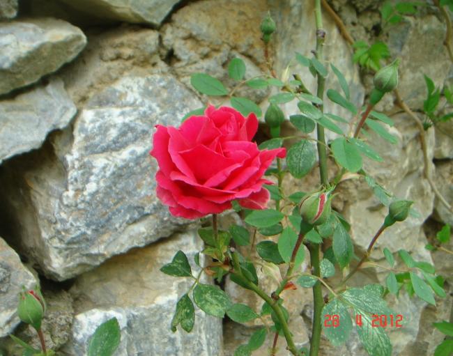 Name:  DSC00060.jpg
Views: 657
Size:  57.3 KB