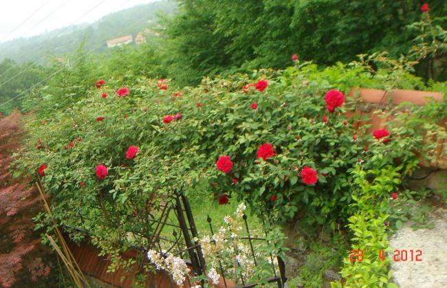 Name:  DSC00062.jpg
Views: 691
Size:  67.8 KB