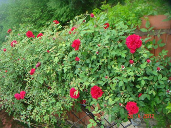Name:  DSC00063.jpg
Views: 678
Size:  71.8 KB