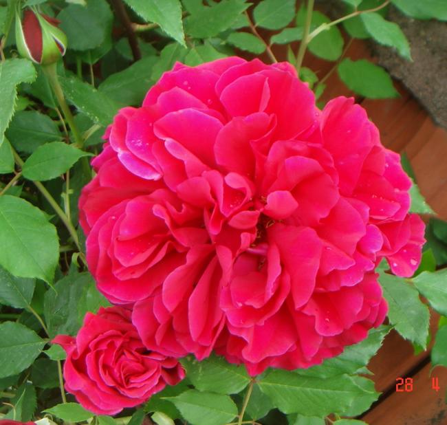 Name:  DSC00066.jpg
Views: 743
Size:  56.1 KB