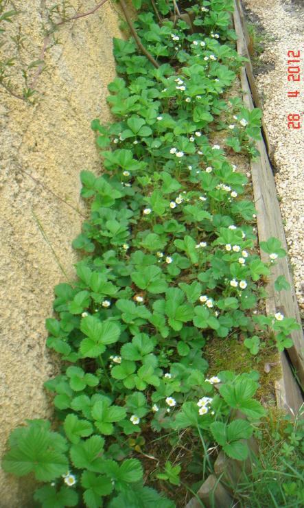 Name:  DSC00135.jpg
Views: 622
Size:  78.5 KB