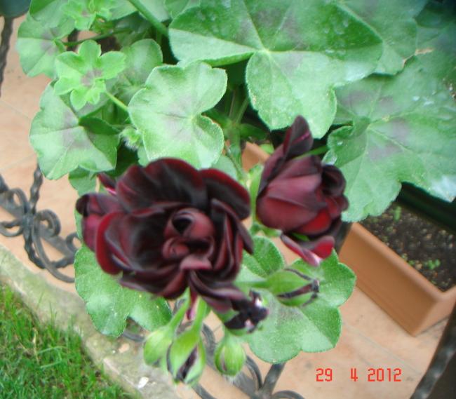 Name:  DSC00336.jpg
Views: 852
Size:  52.8 KB