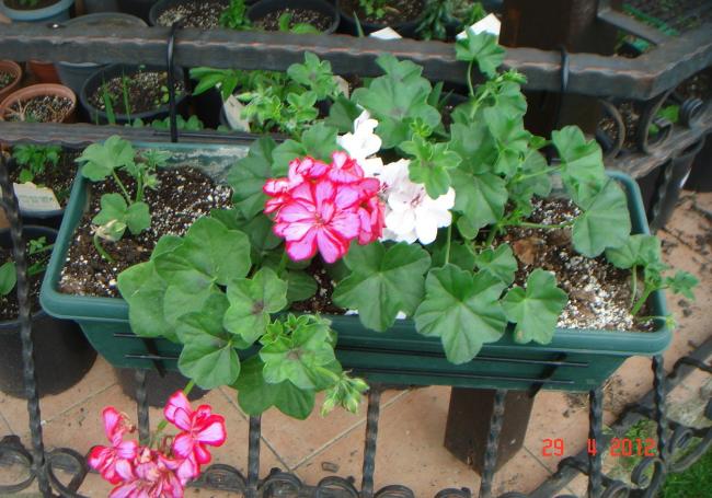Name:  DSC00334.jpg
Views: 857
Size:  59.6 KB