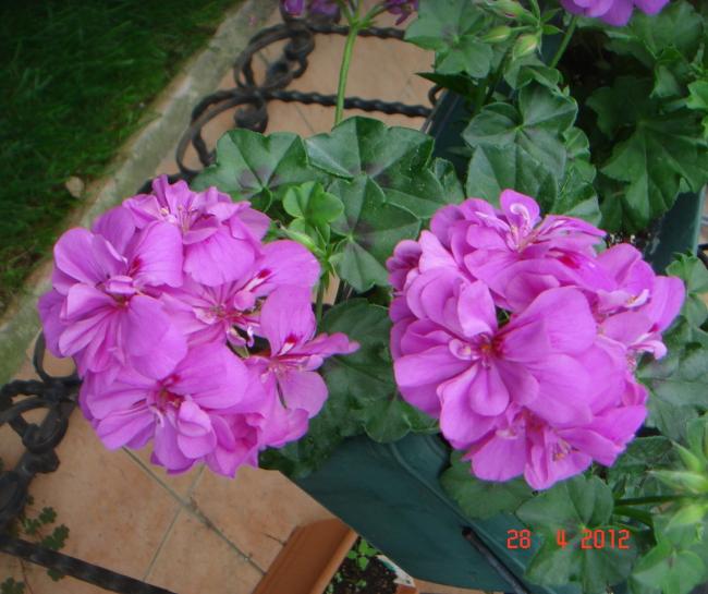 Name:  DSC09972.jpg
Views: 863
Size:  53.2 KB