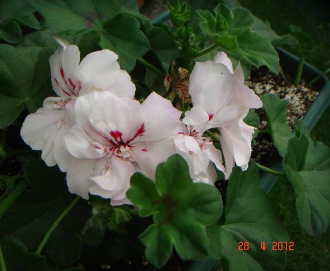 Name:  DSC09977.jpg
Views: 850
Size:  37.9 KB