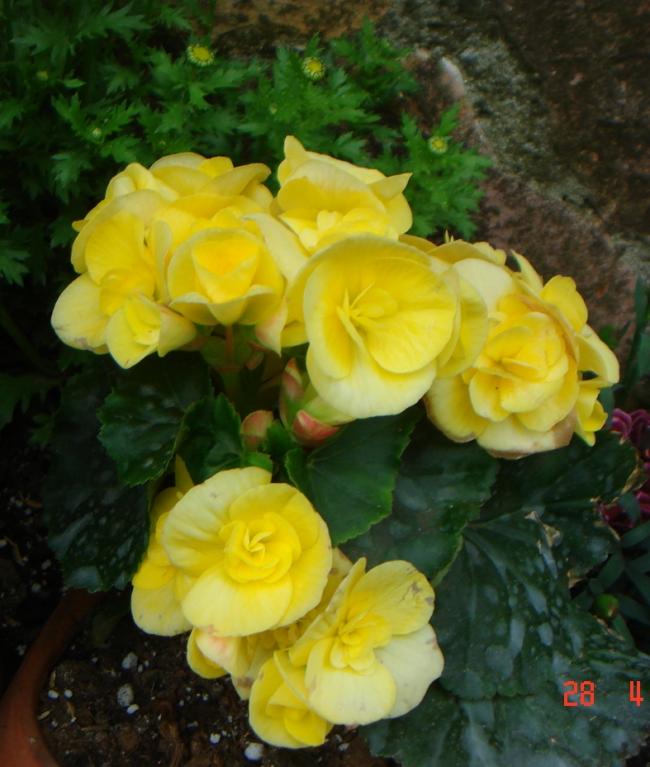 Name:  DSC00017.jpg
Views: 858
Size:  60.4 KB