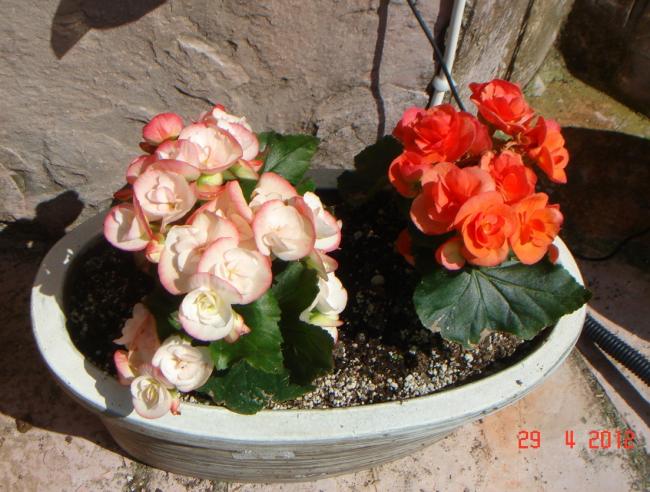 Name:  DSC00382.jpg
Views: 839
Size:  59.3 KB