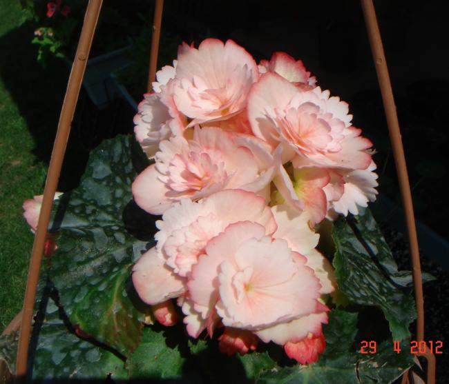 Name:  DSC00414.jpg
Views: 845
Size:  46.6 KB