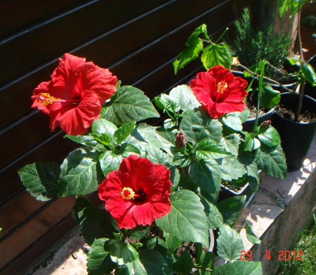 Name:  DSC00398.jpg
Views: 860
Size:  69.1 KB